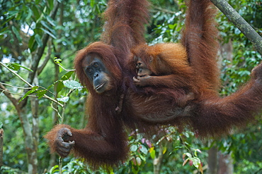 Mother and baby Sumatran orangutan (Pongo abelii) swinging through the forest, Bukit Lawang Orang Utan Rehabilitation station, Sumatra, Indonesia, Southeast Asia, Asia