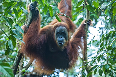 Huge male Sumatran orangutan (Pongo abelii), Bukit Lawang Orang Utan Rehabilitation station, Sumatra, Indonesia, Southeast Asia, Asia