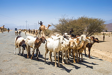 Herds of animals walking in the lowlands of Eritrea, Africa