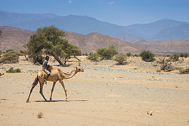 Boy riding on a camel in the lowlands of Eritrea, Africa