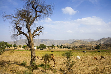 Camels grazing, along the road from Massawa to Asmara, Eritrea, Africa