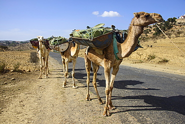 Camel caravan along the road from Asmara to Qohaito, Eritrea, Africa