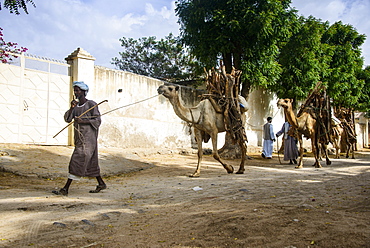 Camel caravan walking with firewood through Keren, Eritrea, Africa