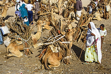 Camels loaded with firewood at the Monday market of Keren, Eritrea, Africa