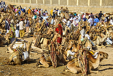 Camels loaded with firewood at the Monday market of Keren, Eritrea, Africa