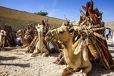 Camels loaded with firewood at the Monday market of Keren, Eritrea, Africa