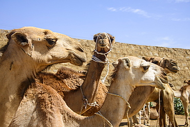 Close up of camels at the camel market of Keren, Eritrea, Africa