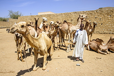 Man presenting his camels for sale at the camel market of Keren, Eritrea, Africa