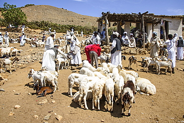 The Monday animal market of Keren, Eritrea, Africa