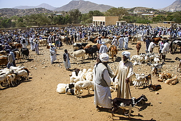 The Monday animal market of Keren, Eritrea, Africa