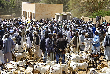 The Monday animal market of Keren, Eritrea, Africa