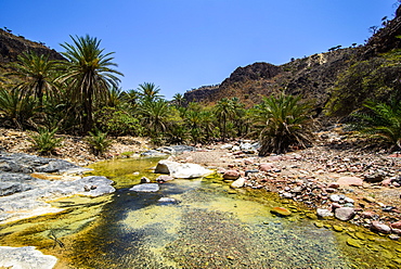 Very green pond in a valley in the Dixsam plateau on the island of Socotra, UNESCO World Heritage Site, Yemen, Middle East