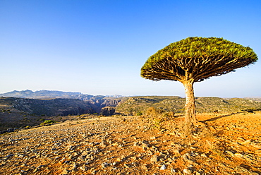 Dracaena cinnabari (the Socotra dragon tree) (dragon blood tree), Dixsam plateau on the island of Socotra, UNESCO World Heritage Site, Yemen, Middle East