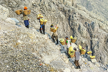 Workers carrying big pieces of sulphur out of the Ijen Volcano, Java, Indonesia, Southeast Asia, Asia