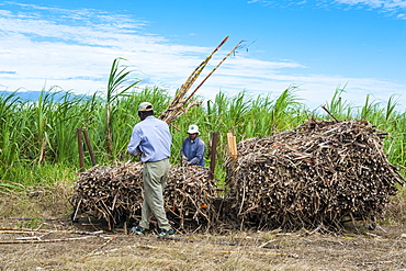 Sugar cane train, Coral Coast, Fiji, South Pacific, Pacific