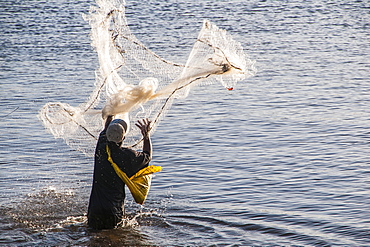 Man netfishing in the harbour of Apia, Upolu, Samoa, South Pacific, Pacific