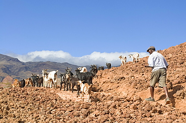 Farmer with his goats in rocky landscape, San Antao, Cape Verde Islands, Africa