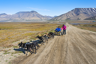 Husky dog sledding on wheels, Svalbard, Longyearbyen, Norway, Scandinavia, Europe