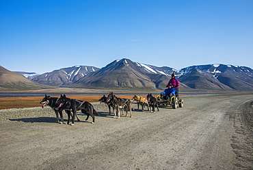 Husky dog sledding on wheels, Svalbard, Longyearbyen, Norway, Scandinavia, Europe