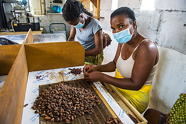 Women extracting chocolate from the cocoa beans, Plantation Roca Monte Cafe, Sao Tome, Sao Tome and Principe, Atlantic Ocean, Africa