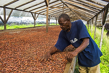 Man checking dry cocoa beans at the Cocoa plantation Roca Aguaize, East coast of Sao Tome, Sao Tome and Principe, Atlantic Ocean, Africa