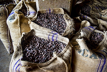 Bags full of cocoa beans, Cocoa plantation Roca Aguaize, East coast of Sao Tome, Sao Tome and Principe, Atlantic Ocean, Africa