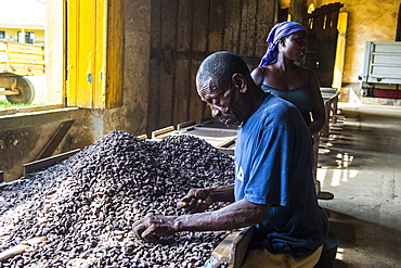 Man collecting cocoa beans at the Cocoa plantation Roca Aguaize, East coast of Sao Tome, Sao Tome and Principe, Atlantic Ocean, Africa