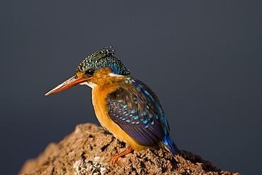 Kingfisher at Awasa Lake, Rift Valley region, Ethiopia, Africa