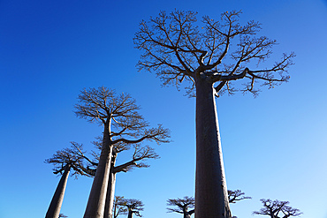 Allee des Baobabs (Avenue of the Baobabs), Morondava, Menabe region, Western Madagascar, Africa