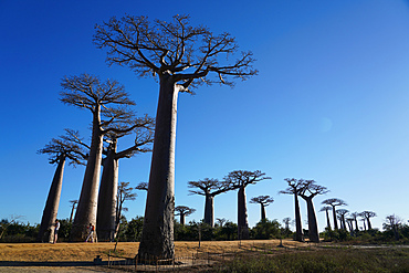 Allee des Baobabs (Avenue of the Baobabs), Morondava, Menabe region, Western Madagascar, Africa