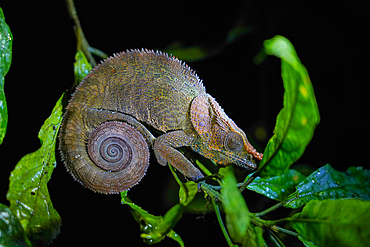 Nose-horned (Big-nosed) Chameleon (Calumma nasutum), Parc National de Ranomafana, Ranomafana, Central Madagascar, Africa