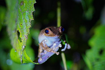 Tree frog, Parc National de Ranomafana, Ranomafana, Central Madagascar, Africa