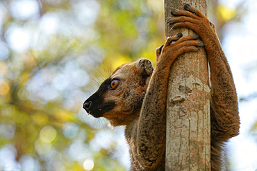 Red-fronted lemur (Eulemur rufifrons), Reserve Forestiere de Kirindy, Kirindy Forest, Western Madagascar, Africa