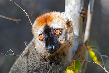 Red-fronted lemur (Eulemur rufifrons) male, Reserve Forestiere de Kirindy, Kirindy Forest, Western Madagascar, Africa