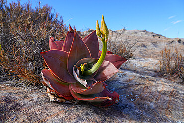 Aloe isaloensis, Isalo National Park, Fianarantsoa province, Ihorombe Region, Southern Madagascar, Africa