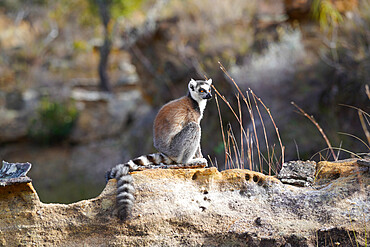 Ring-tailed lemur (Lemur catta), Isalo National Park, Fianarantsoa province, Ihorombe Region, Southern Madagascar, Africa