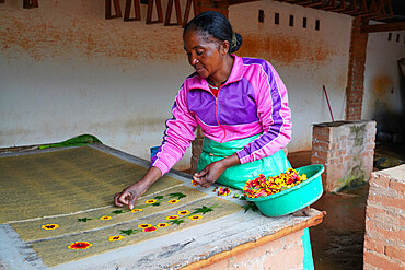 Antemoro paper atelier, making flower-embedded paper, Ambalavao, Fianarantsoa province, Ihorombe Region, Southern Madagascar, Africa