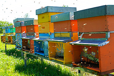 Carniolan honey bee hives in the Dolomites, Santa Giustina, Belluno, Italy, Europe