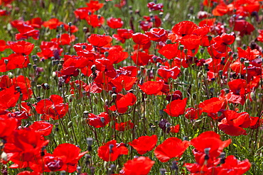 Poppies, Padua province, Veneto, Italy, Europe