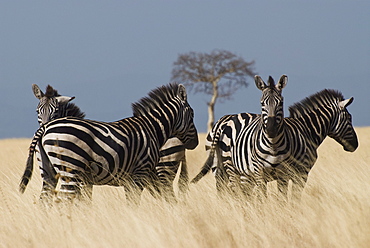 Zebras at Nechisar National Park, Arba Minch, Rift Valley region, Ethiopia, Africa