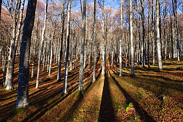 Alpago beech forest in autumn, Belluno, Veneto, Italy, Europe 