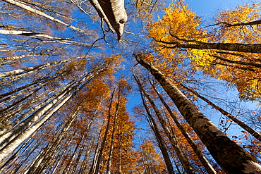 Alpago beech forest in autumn, Belluno, Veneto, Italy, Europe 