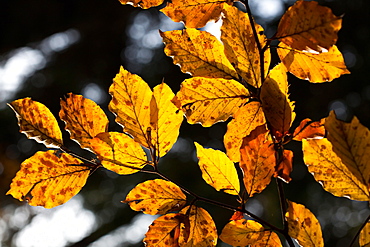 Beech leaves with autumn colours in the Cansiglio forest, Belluno, Veneto, Italy, Europe