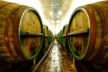 Beer maturing oak lager casks in the historic Cellars of the Pilsner Urquell brewery, Pilsen (Plzen), Czech Republic, Europe