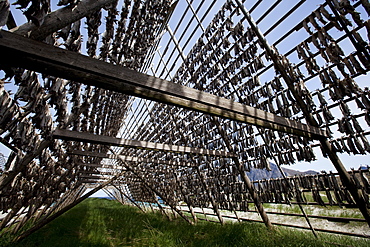 Stockfish, dried cod, hanging on wooden racks called flakes or hjell, on the seashore, Vesteralen archipelago, Troms Nordland county, Norway, Scandinavia, Europe