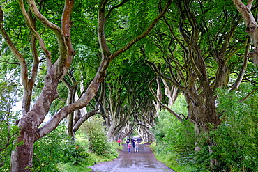 The Dark Hedges, an avenue of beech trees, Game of Thrones location, County Antrim, Ulster, Northern Ireland, United Kingdom, Europe