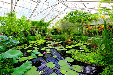 Waterlily House at Kew Gardens, UNESCO World Heritage Site, London, England, United Kingdom, Europe