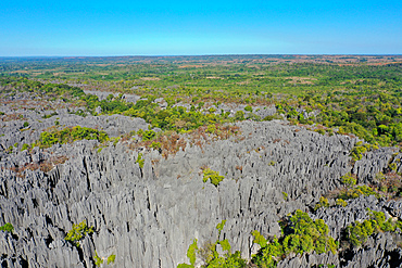 The karst limestone formation at Parc National des Tsingy de Bemaraha, UNESCO World Heritage Site, Tsiribihina region, Madagascar, Africa