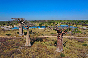 Baobab trees (Adansonia grandidieri), Madagascar, Africa