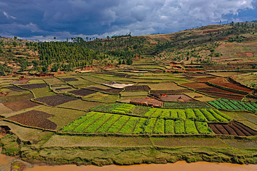 Vegetable cultivation and brick making on the rice fields, National Route RN7 between Antsirabe and Antananarivo, Madagascar, Africa